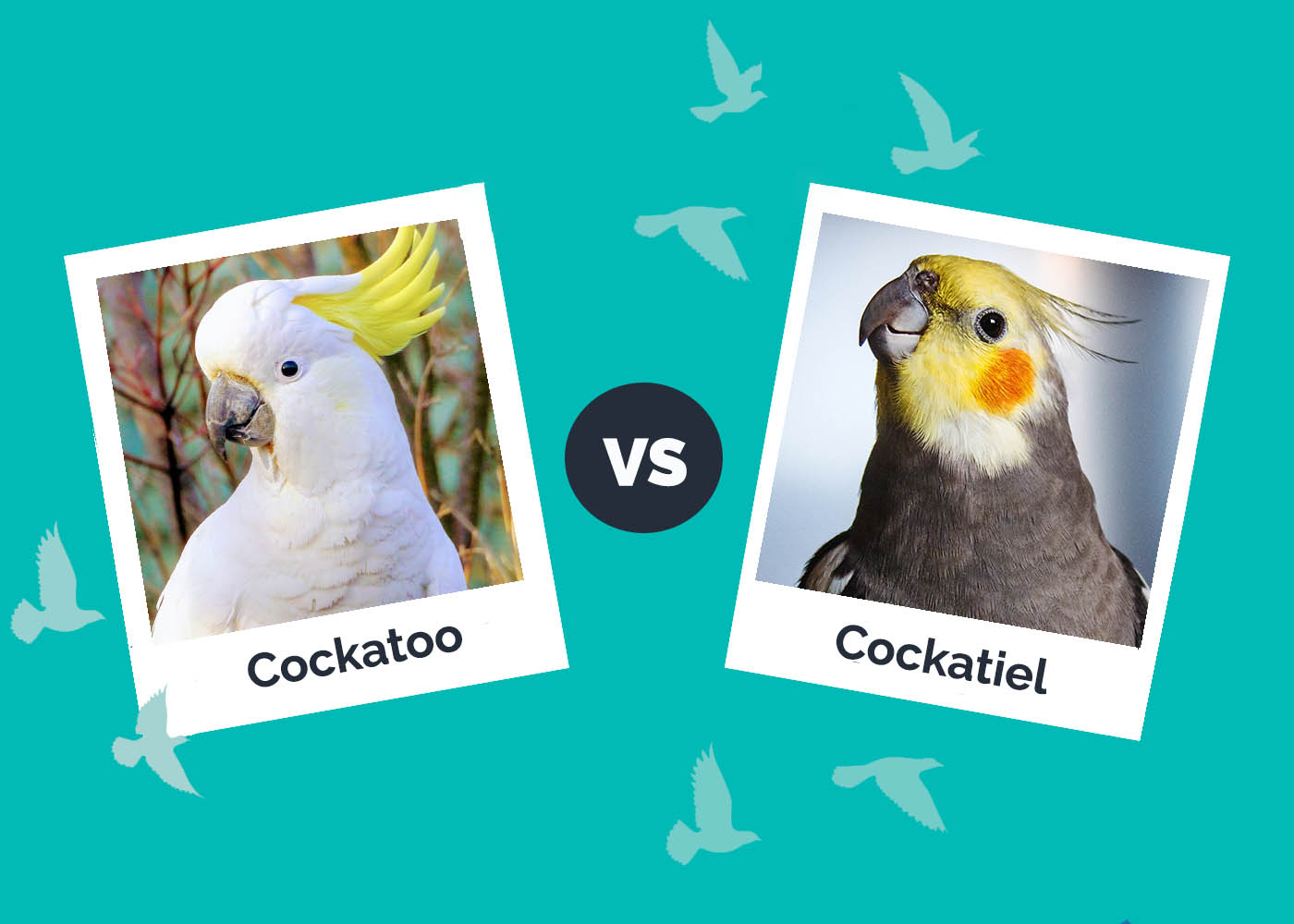 Cockatoo vs. Cockatiel: The Key Differences (With Pictures)