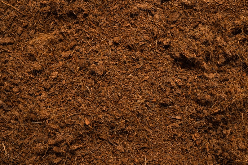 Coconut substrate background