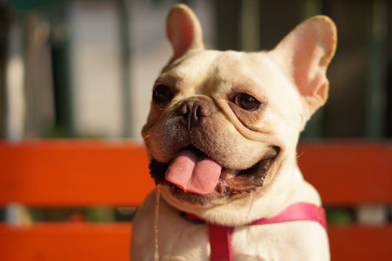 8 Most Popular Dog Breeds In New York: 2026 Update (With Info & Pictures)
