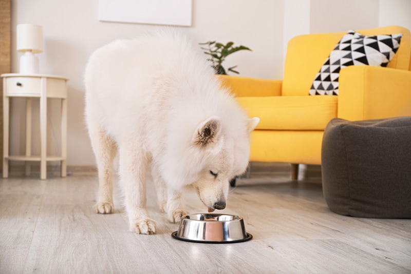 10 Best Dog Foods for Allergies - 2026 Reviews & Top Picks