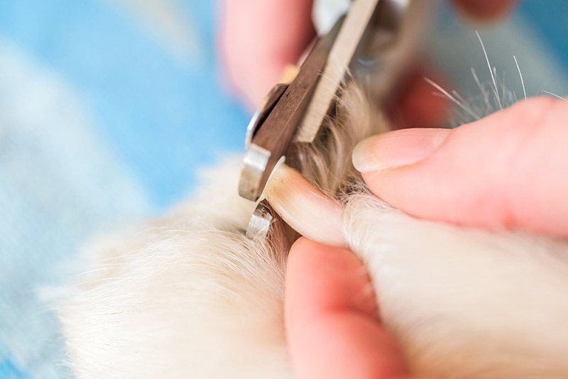 Cut Your Dog's Nail Too Short? Vet-Approved Tips & Next Steps