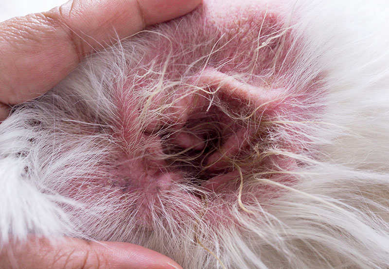 Dog Ear Hematoma: Causes, Signs, and Treatment (Vet Answer)