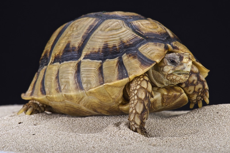 Egyptian Tortoise: Pictures, Facts, Diet & Care Guide