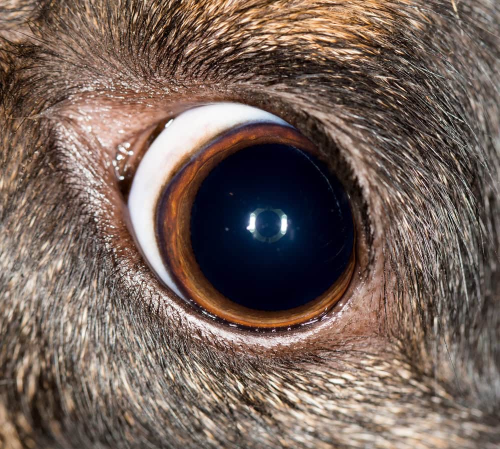 What Causes Dilated Pupils in Dogs? Vet-Verified Facts & FAQ
