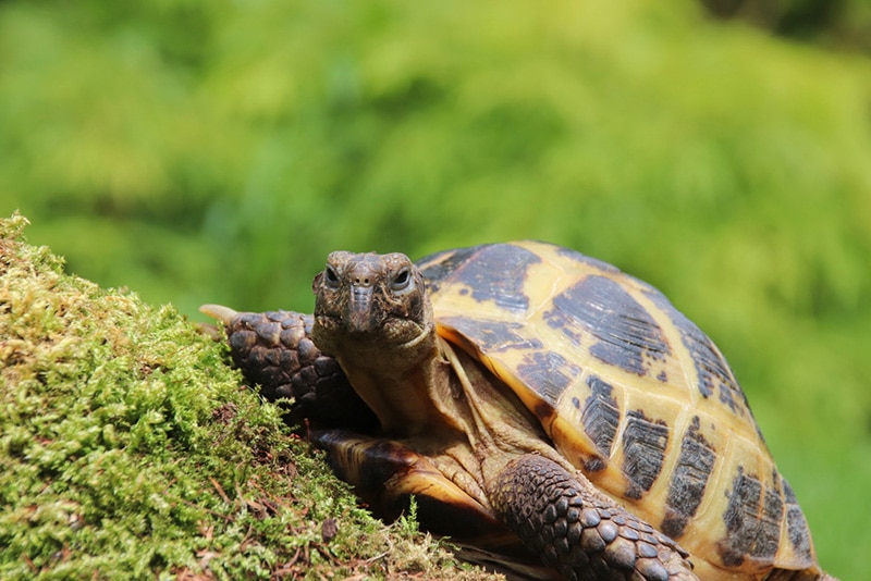 20 Incredible Tortoise Facts: Appearance, Habitat, Diet & More