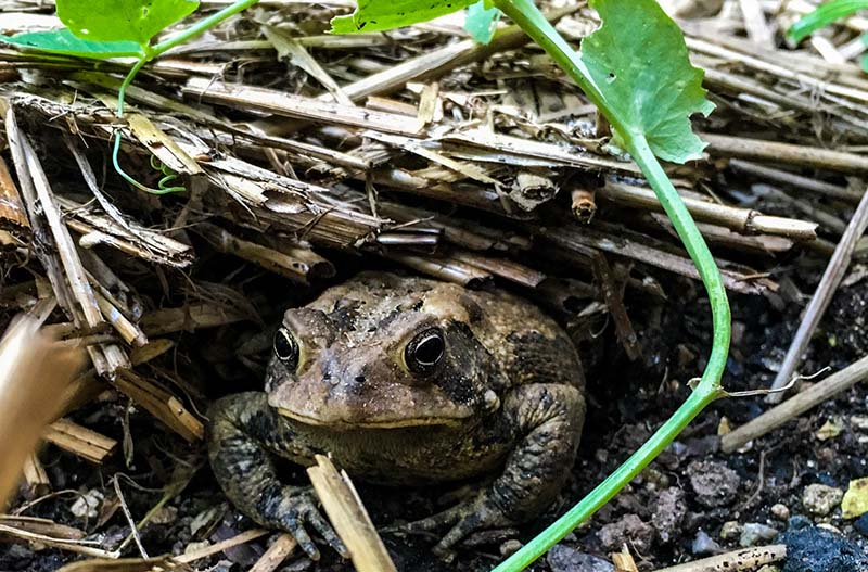 4 DIY Toad House You Can Make Today (With Pictures)