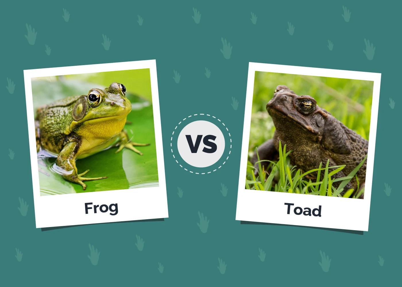 Frog vs Toad: Vet-Reviewed Differences (With Pictures)