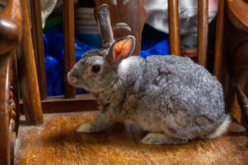 Giant Chinchilla Rabbit: Info, Care, Diet, Pictures & More