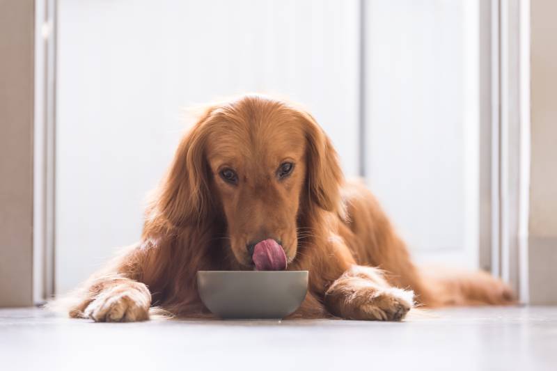 Sodium Selenite In Dog Food: Vet-Approved Safety & Concerns