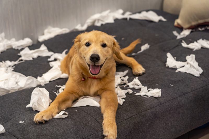 Why Does My Dog Eat Tissues? Vet Approved Reasons & 5 Ways to Stop It