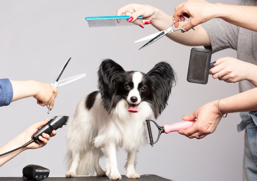 How to Groom a Papillon: 7 Expert Tips