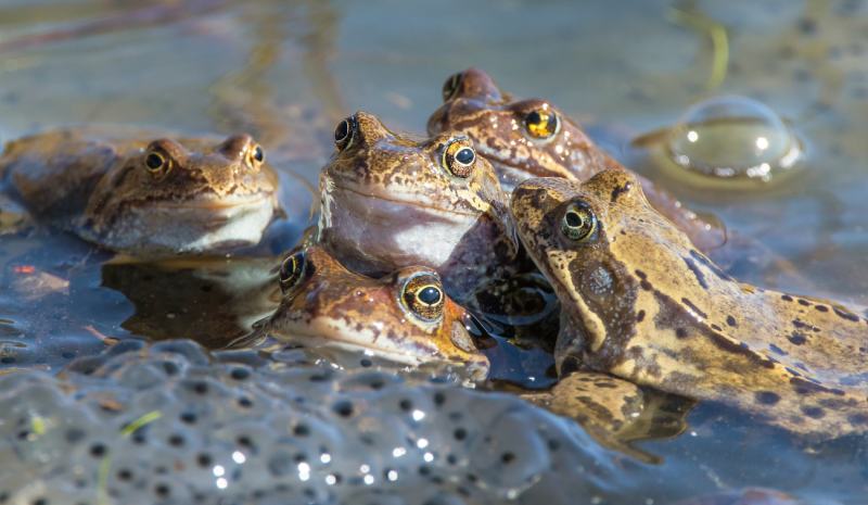 How Do Frogs Reproduce? Mating Habits Explained (Vet Answer)