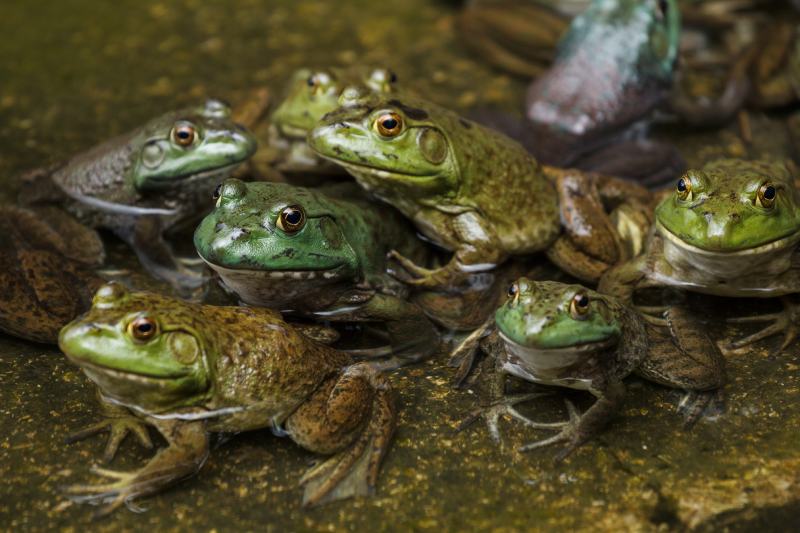 What Is a Group of Frogs Called? Two Interesting Options & Their Vet-Verified Meanings
