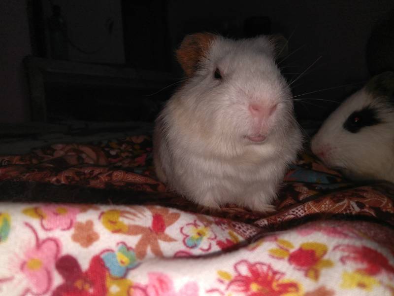 Can Guinea Pigs See in the Dark? Vet-Reviewed Facts & FAQ