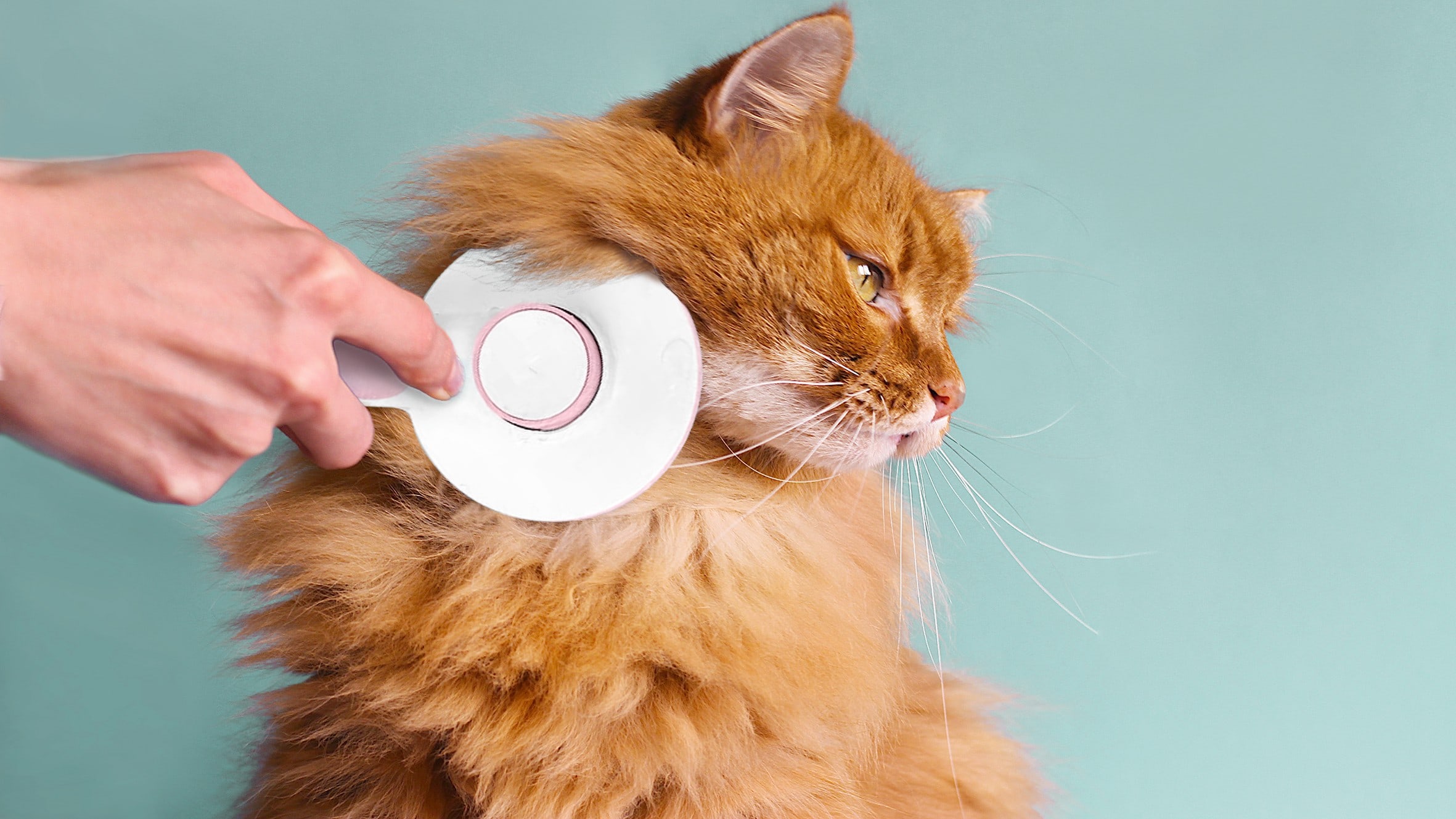 9 Best Cat Brushes - 2026 Reviews & Top Picks