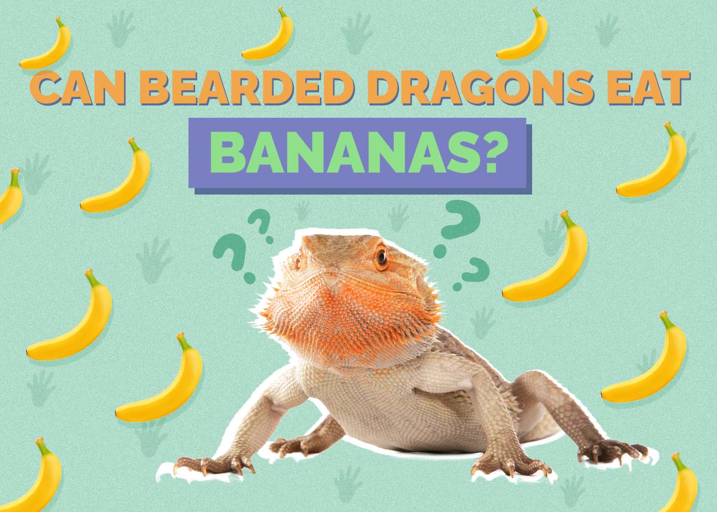 Can Bearded Dragons Eat Bananas? Vet-Reviewed Benefits & Drawbacks