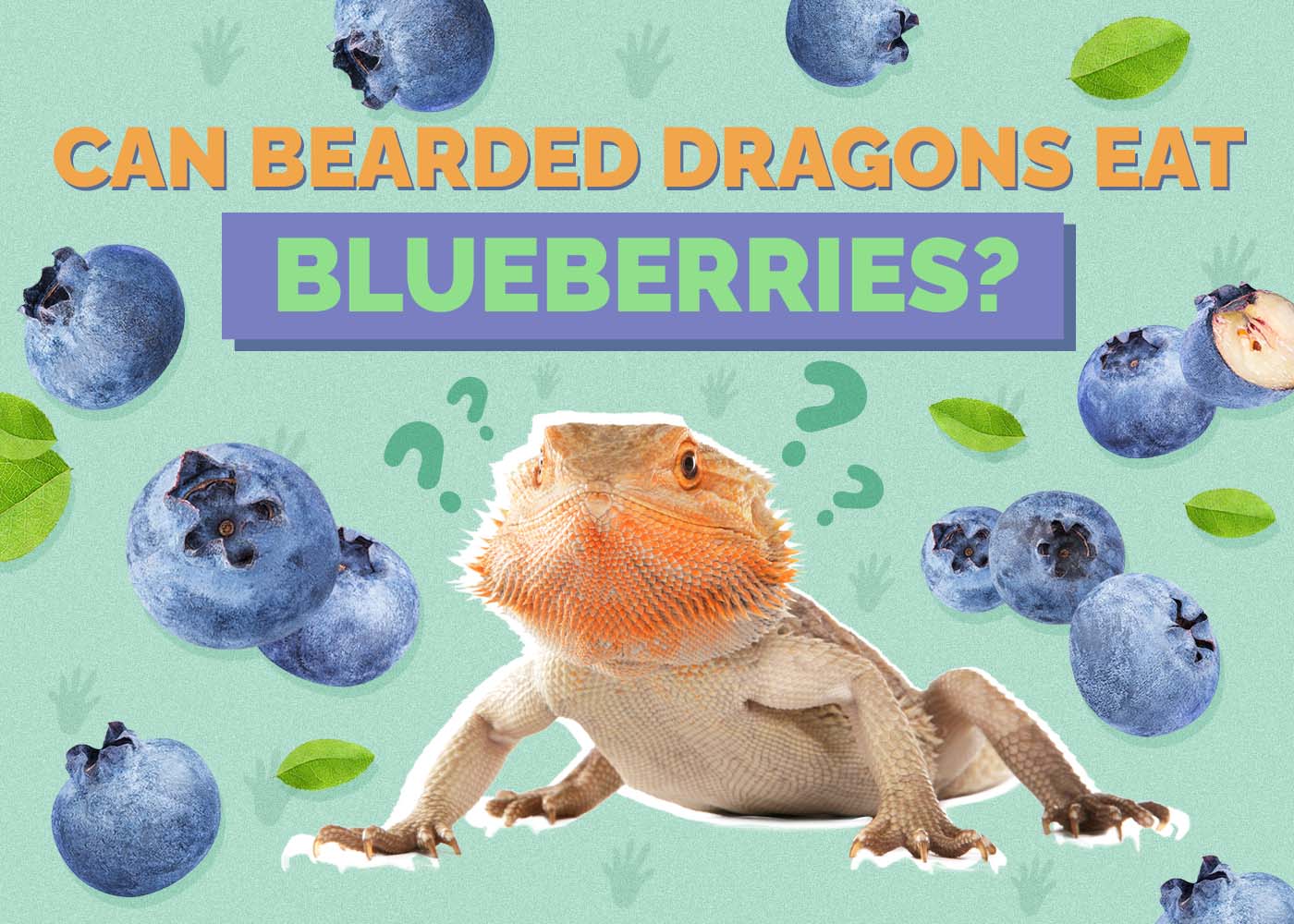 Can Bearded Dragons Eat Blueberries? Vet-Approved Nutritional Facts & FAQ