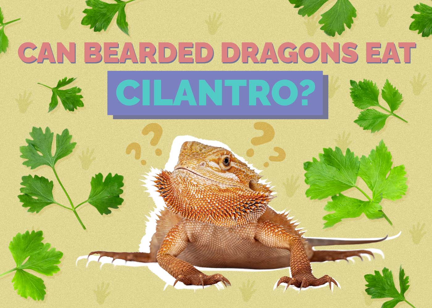 Can Bearded Dragons Eat Cilantro? Vet-Reviewed Nutrition Facts & FAQ
