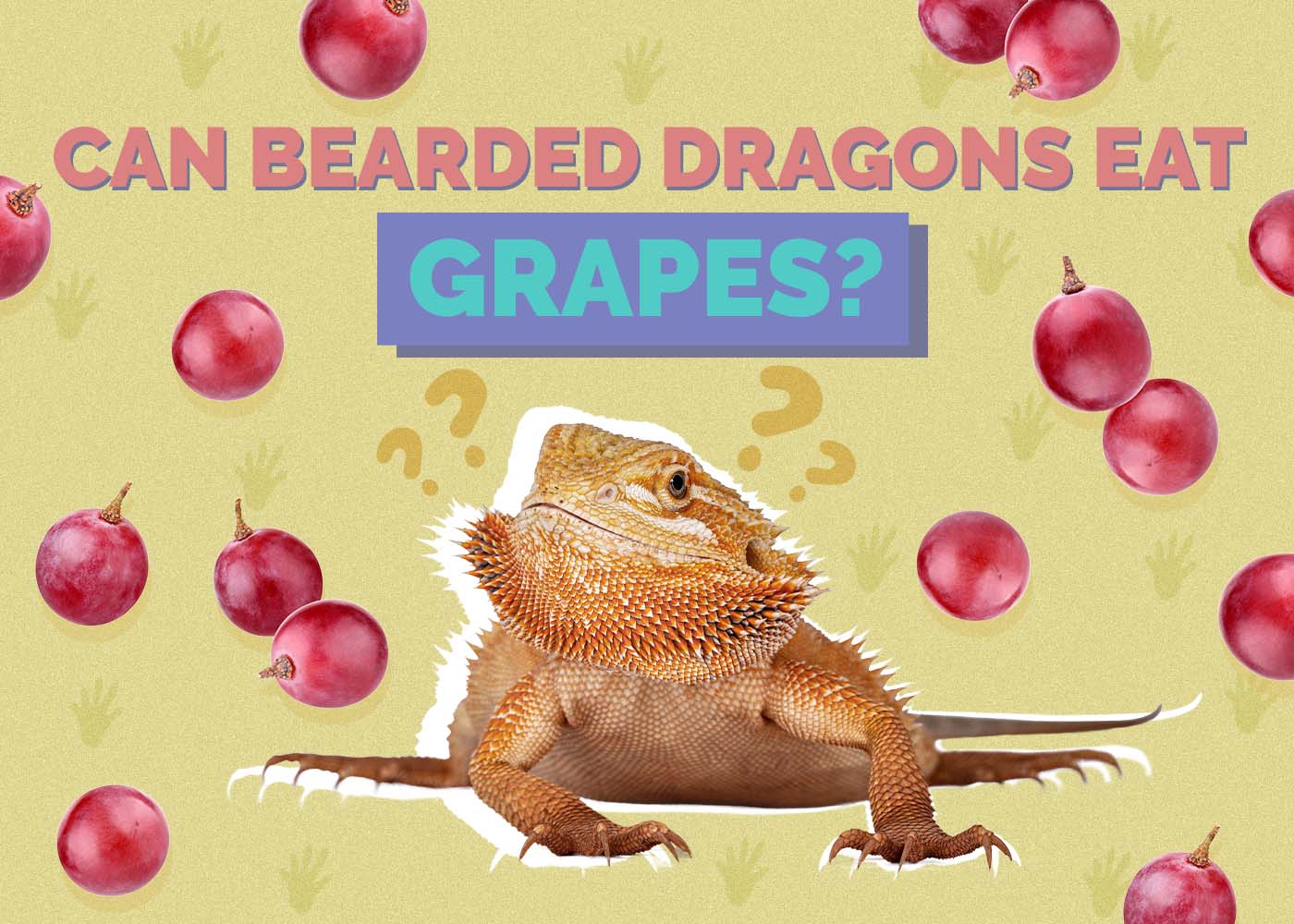 Can Bearded Dragons Eat Grapes? Vet-Approved Benefits & Risks