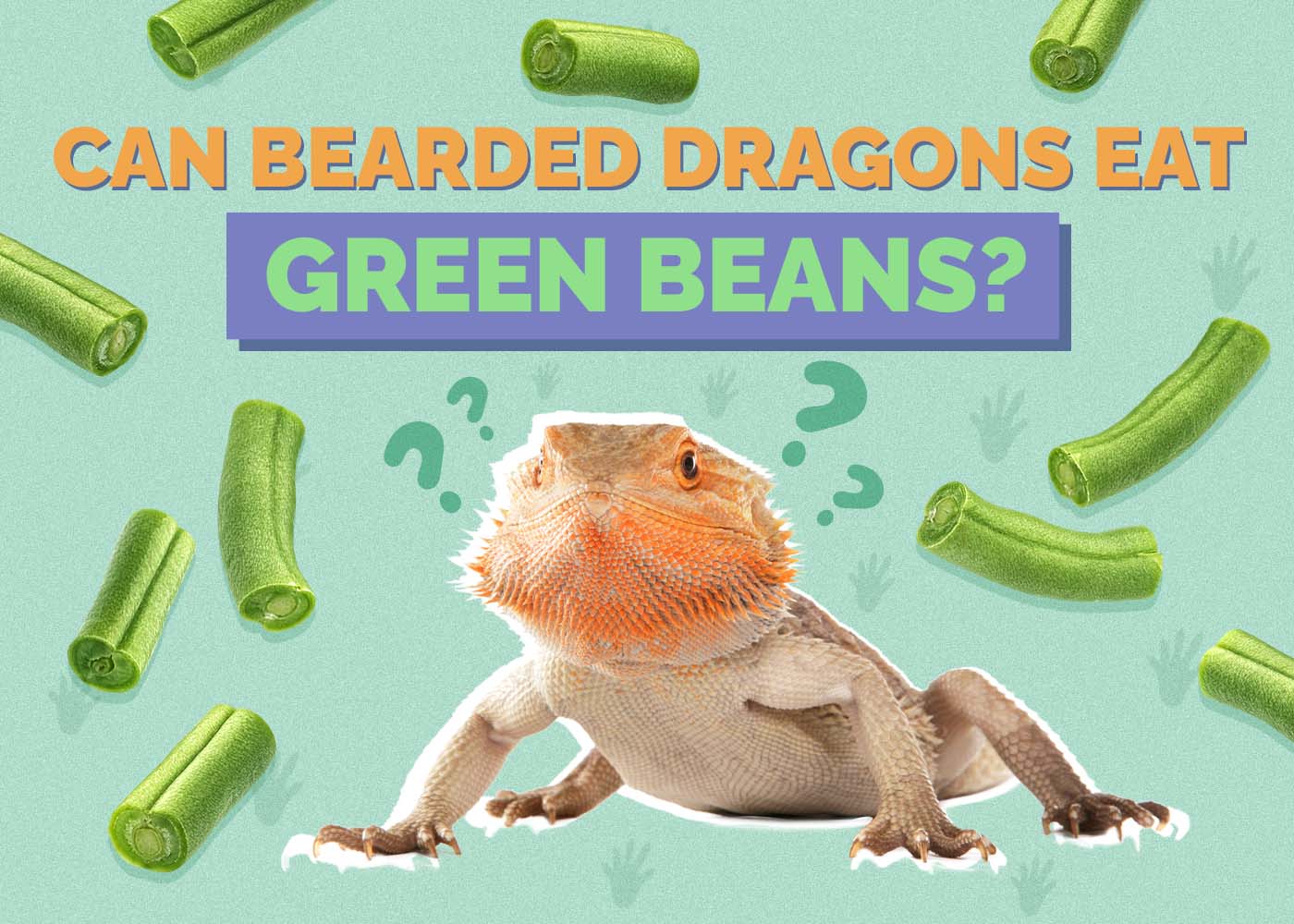 Can Bearded Dragons Eat Green Beans? Vet-Approved Facts & FAQ