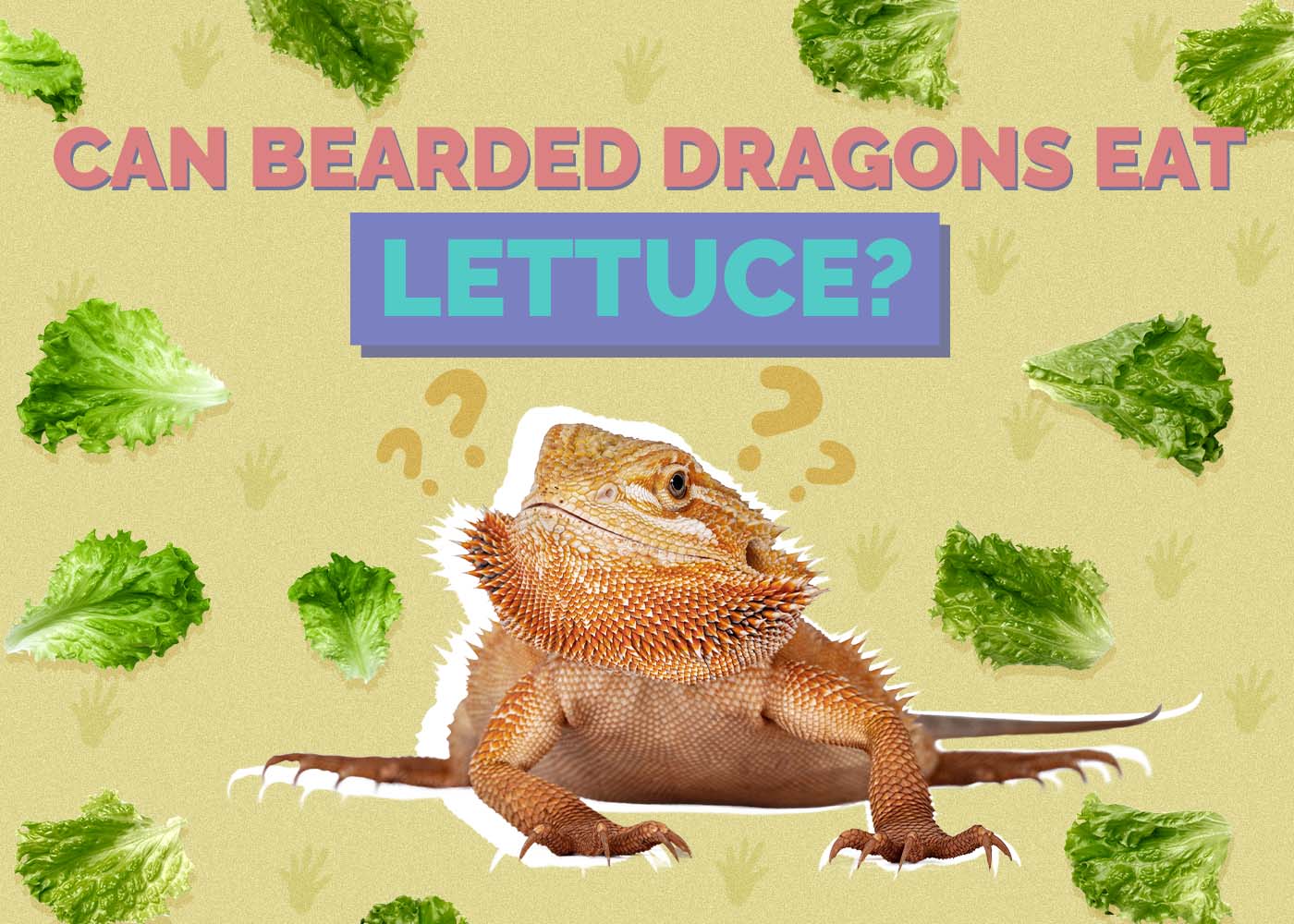Can Bearded Dragons Eat Lettuce? Vet Reviewed Nutrition Facts & FAQ