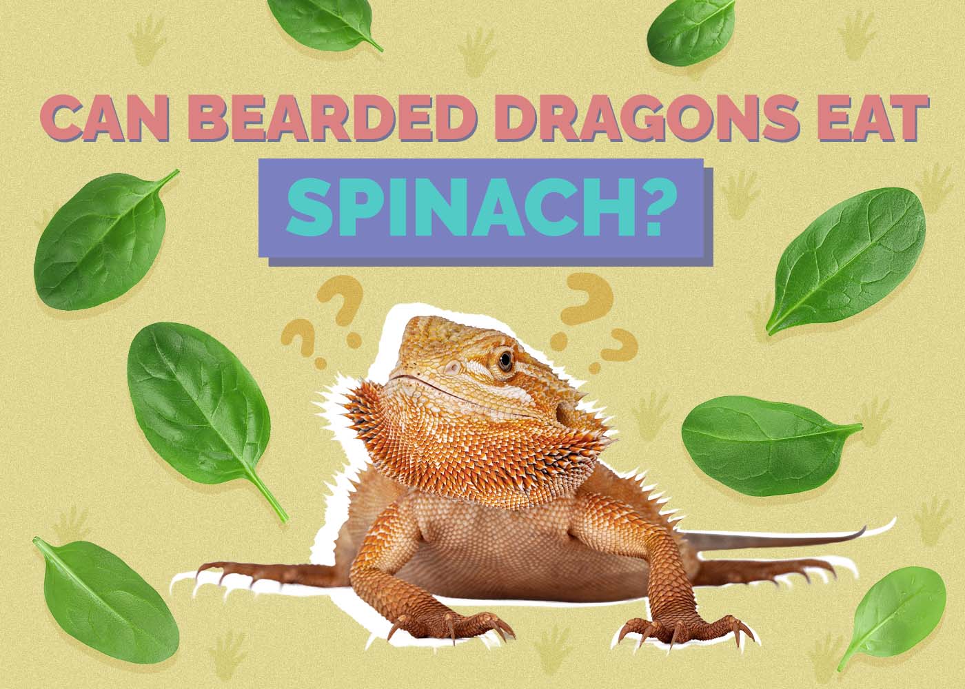 Can Bearded Dragons Eat Spinach? Vet Reviewed Facts & FAQ