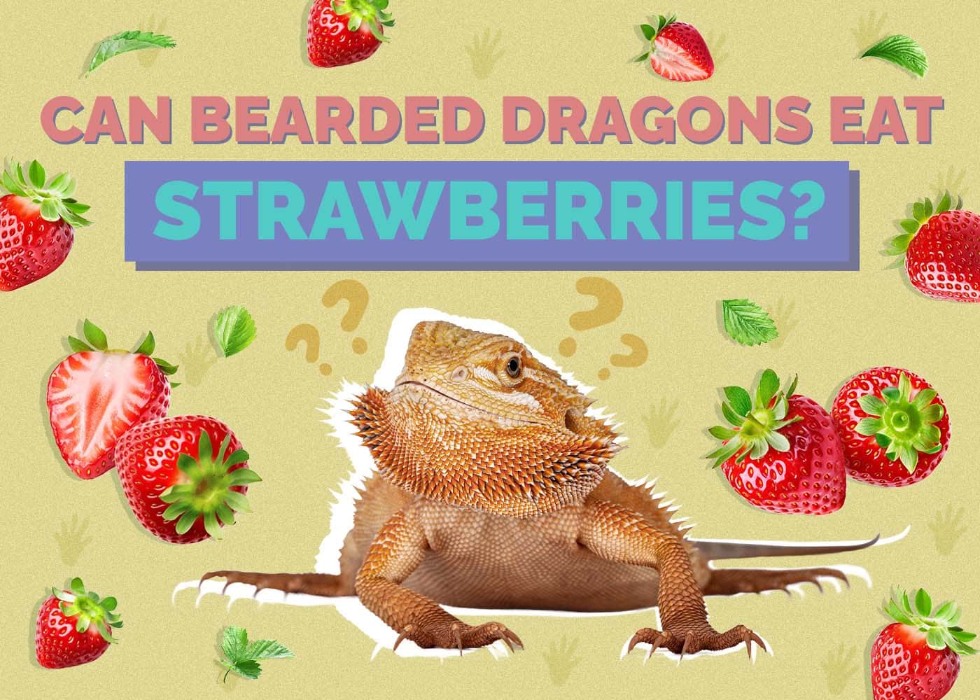 Can Bearded Dragons Eat Strawberries? Health Benefits & Risks