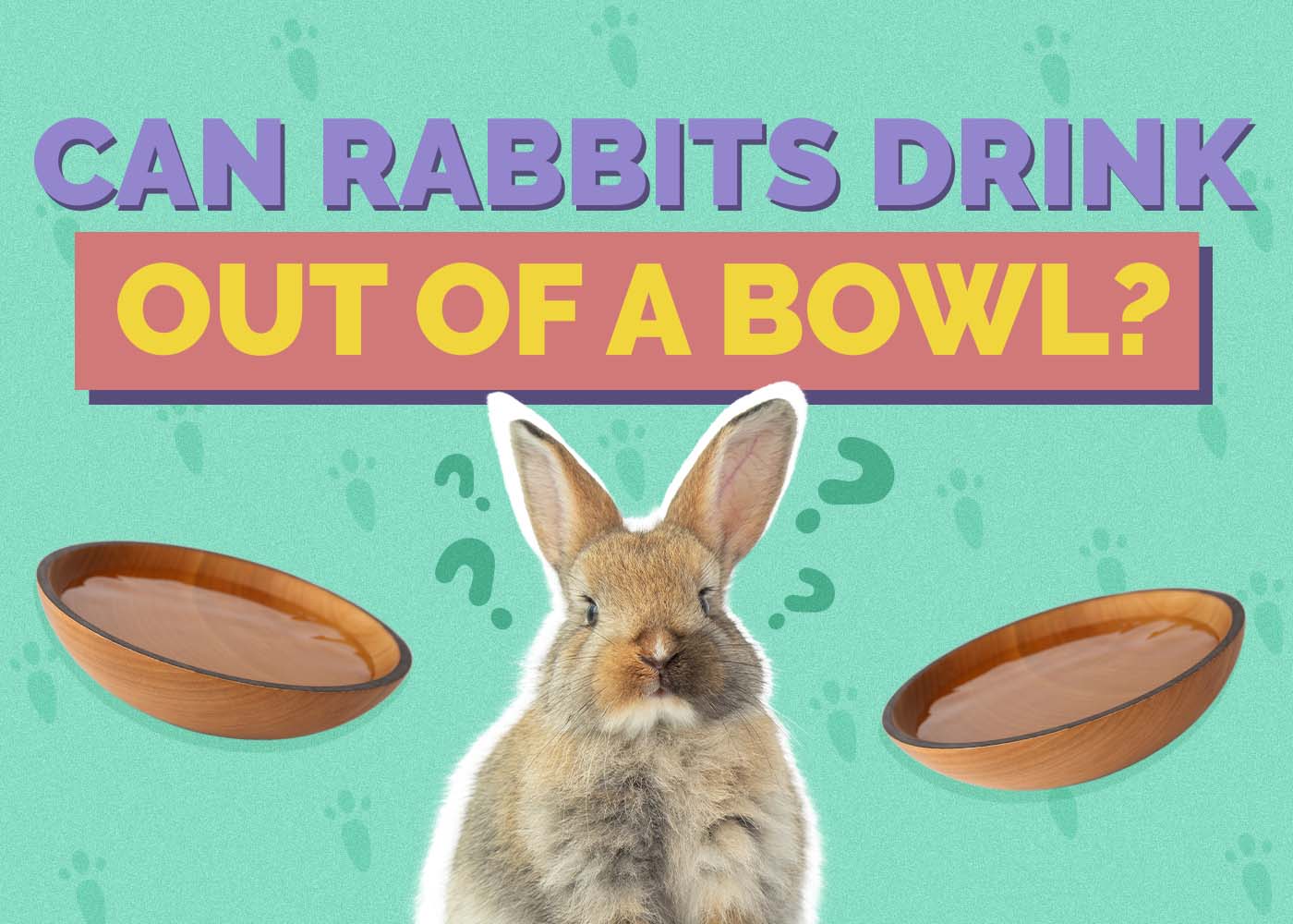 Can Rabbits Drink Out of a Bowl? Vet-Reviewed Pros, Cons & Factors to Consider