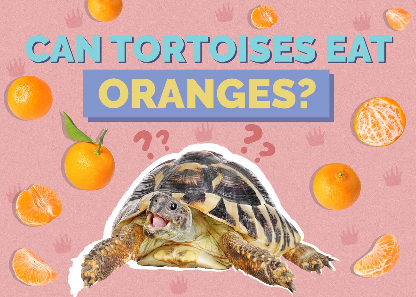 Can Tortoises Eat Oranges? Our Vet Explains
