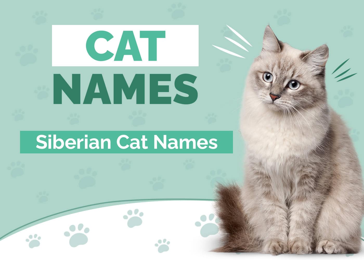 100 Siberian Cat Names for Pets That Love the Cold