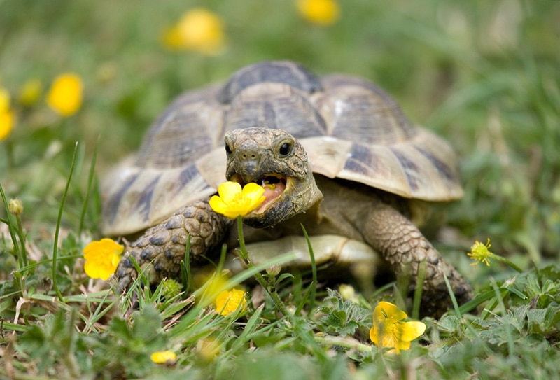 What Flowers Can Tortoises Eat? 10 Vet-Reviewed Edible Plants
