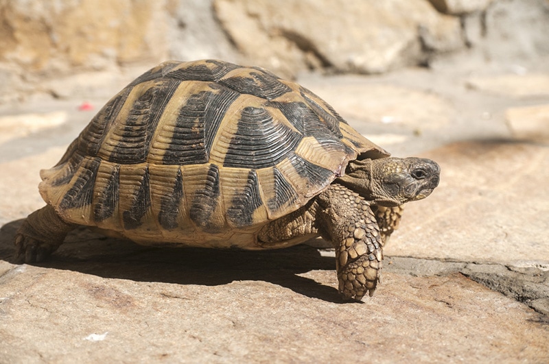 How Long Do Hermann's Tortoises Live: Vet Reviewed Lifespan, Data & Care
