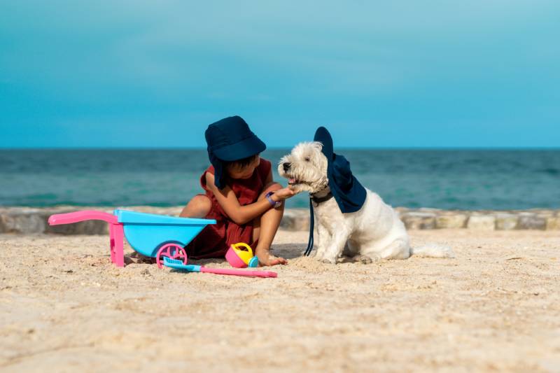 10 Pet-Friendly Hotels in Daytona Beach: 2026 Update