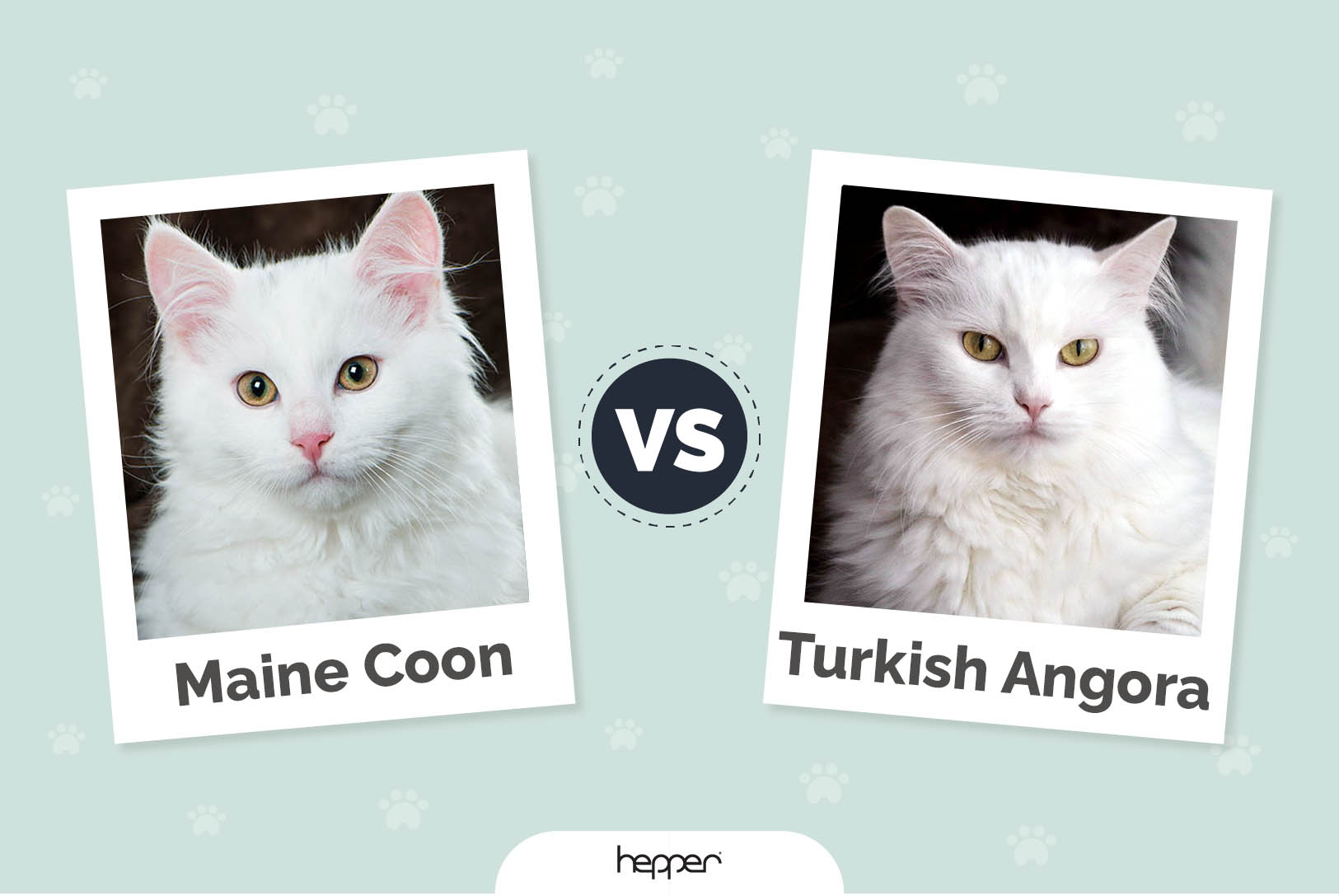 Maine Coon vs Turkish Angora: Differences Explained (With Pictures)