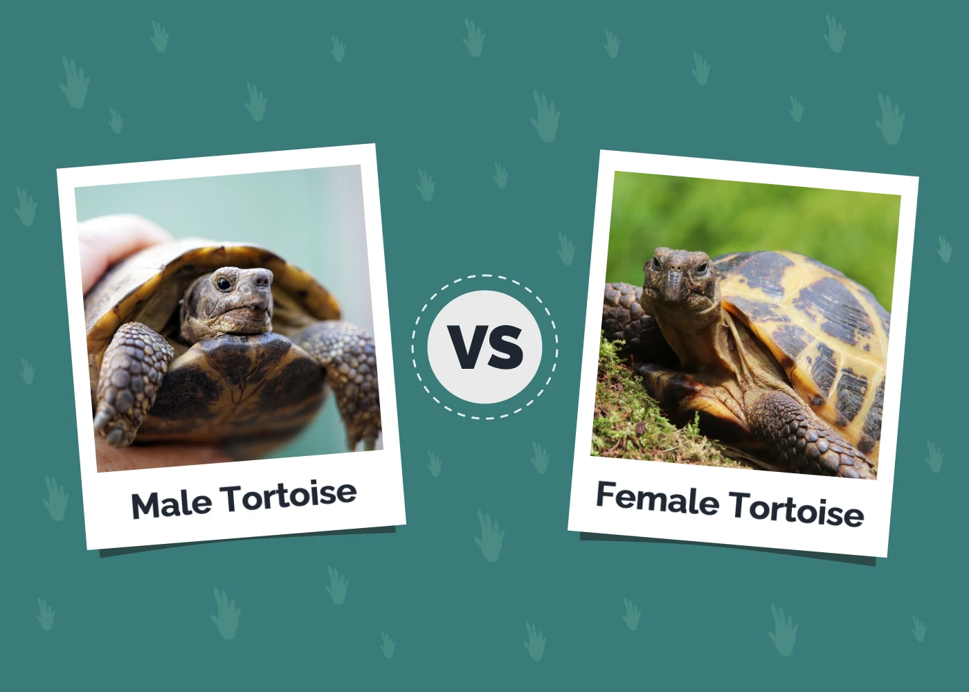 Male vs Female Tortoise: Key Differences (With Pictures)