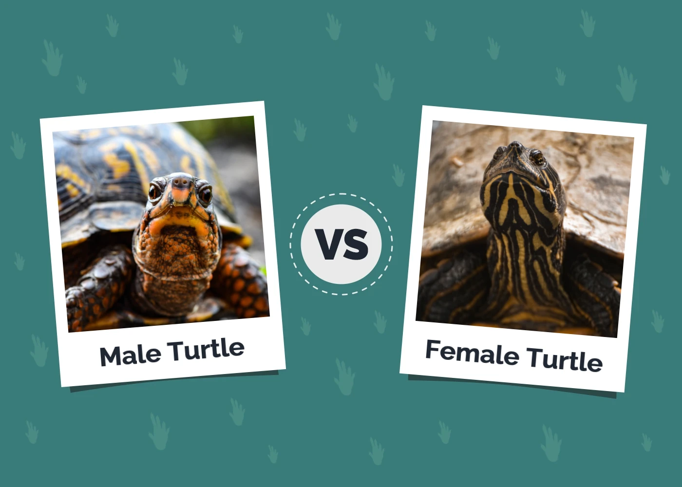 Male vs Female Turtle: The Main Differences (With Pictures)