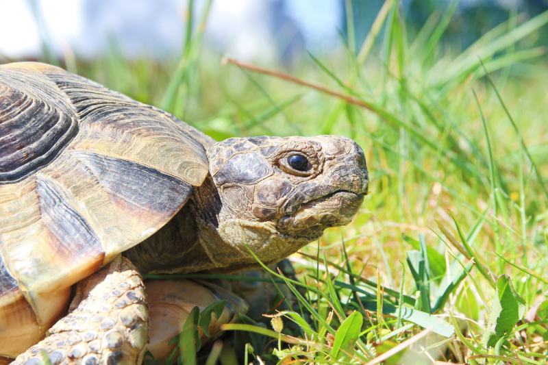 Marginated tortoise (Testudo marginata) close up