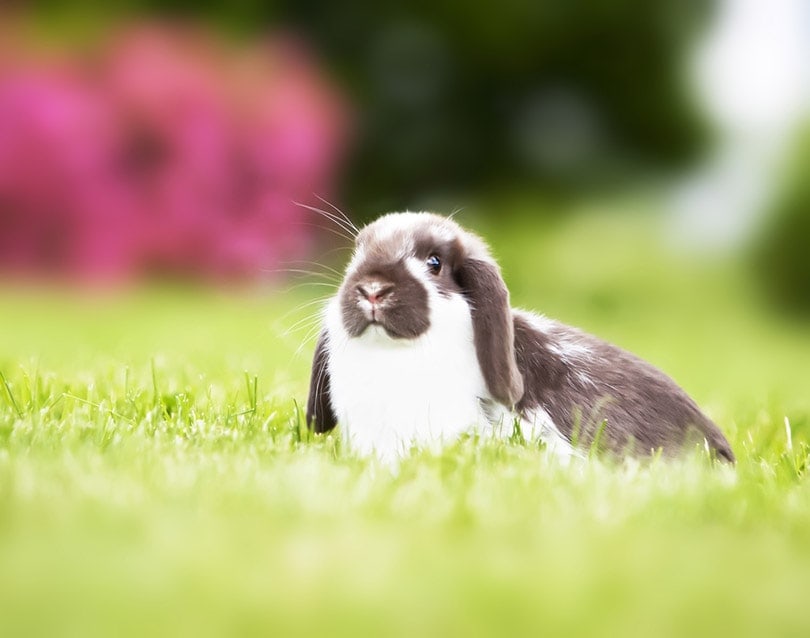 Mini Lop Rabbit: Pictures, Care Guide, Lifespan & Traits