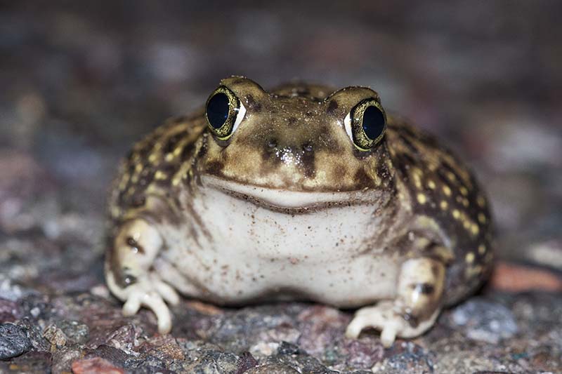 North American Toad: Care Sheet, Pictures, Lifespan & More
