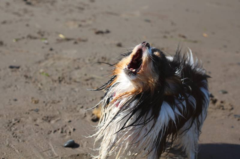 Do Papillons Bark a Lot? Breed Temperament & Training Tips