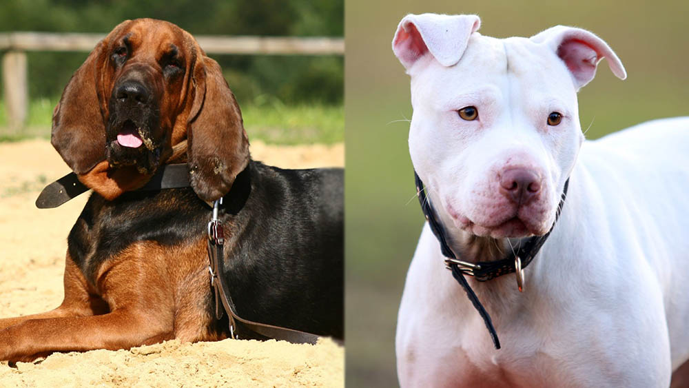 Bloodhound Pitbull Mix: Info, Pictures, Care Guide & Traits
