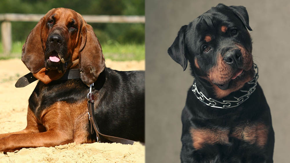 Bloodhound Rottweiler Mix: Info, Pictures, Care Guide & Traits