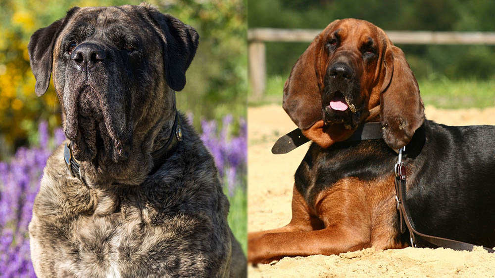 Mastiff Bloodhound Mix: Info, Pictures, Care Guide & Traits