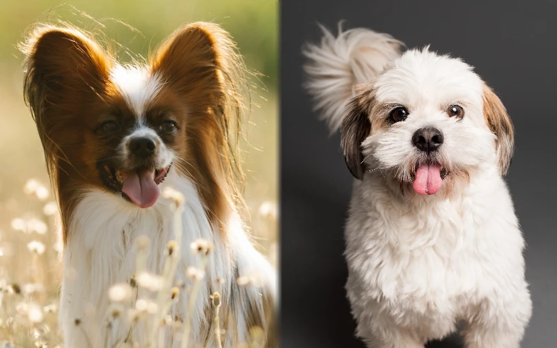 Papastzu (Shih Tzu Papillon Mix): Info, Pictures, Care Guide & Traits