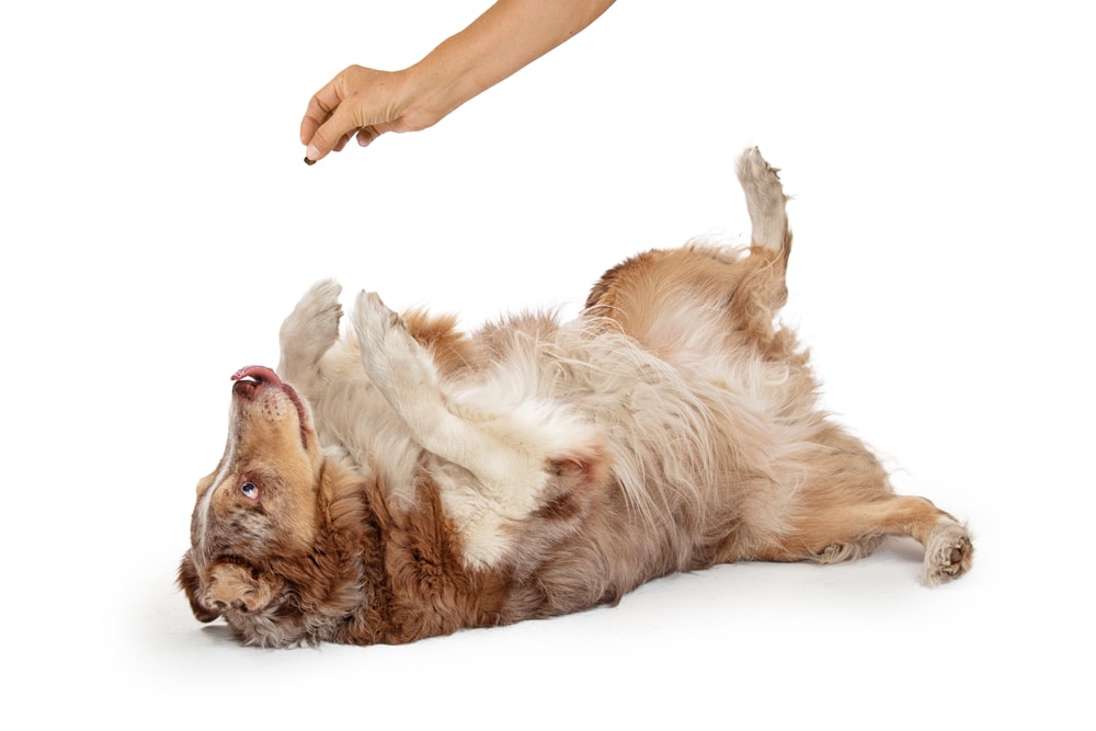 How to Teach a Dog to Roll Over in 7 Easy Steps (Vet-Approved)