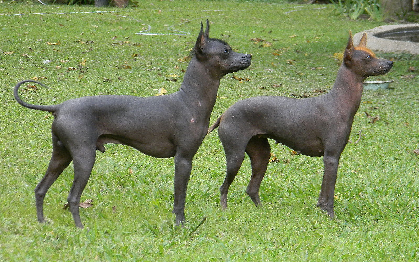 Argentine Pila Dog Breed Info: Pictures, Personality & Facts