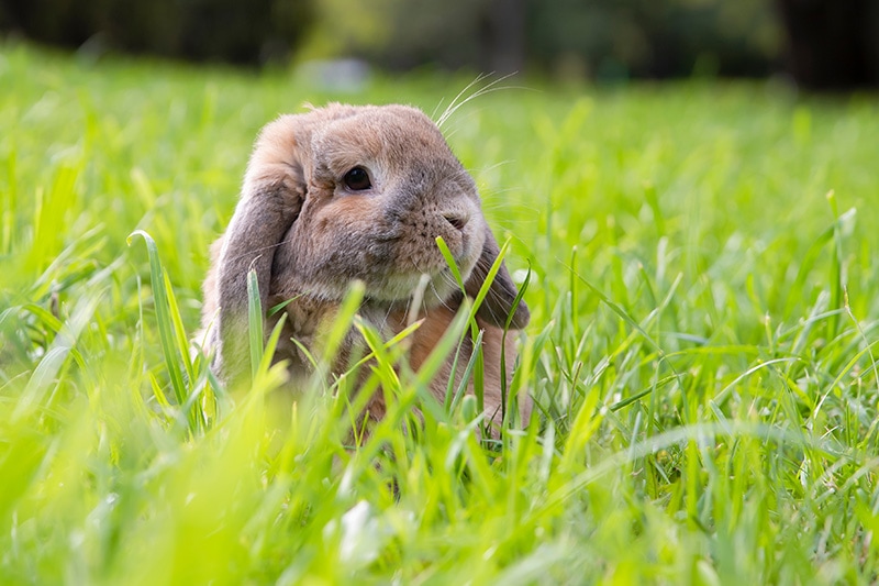 Can Rabbits Get Fleas? Vet Reviewed Facts & FAQ