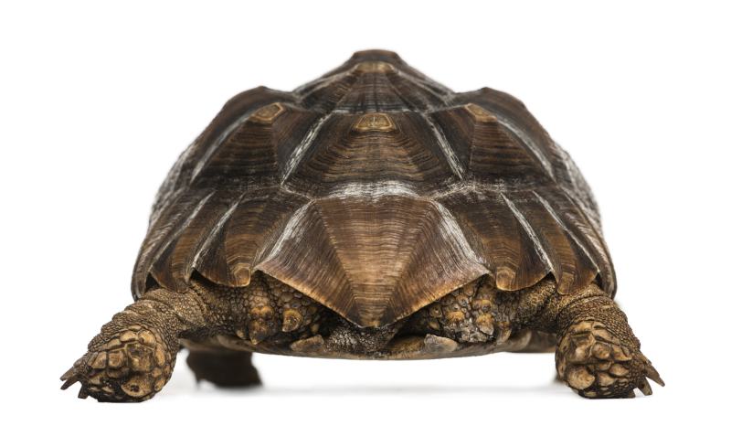 Do Tortoises & Turtles Fart? Vet-Approved Tips, Facts, & FAQ
