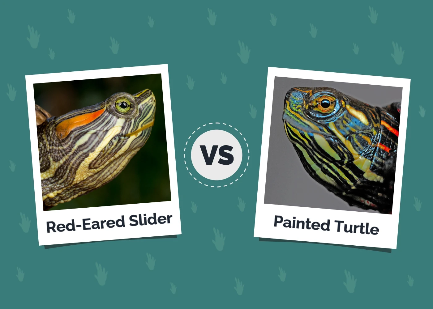 Red-Eared Slider vs Painted Turtle: The Differences (With Pictures)