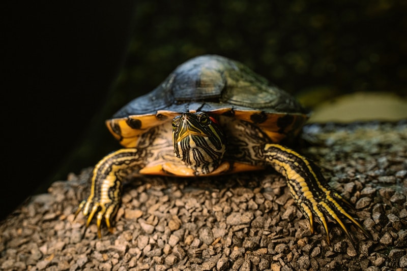 Do Turtles Drink Water? Science-Based Facts & FAQ